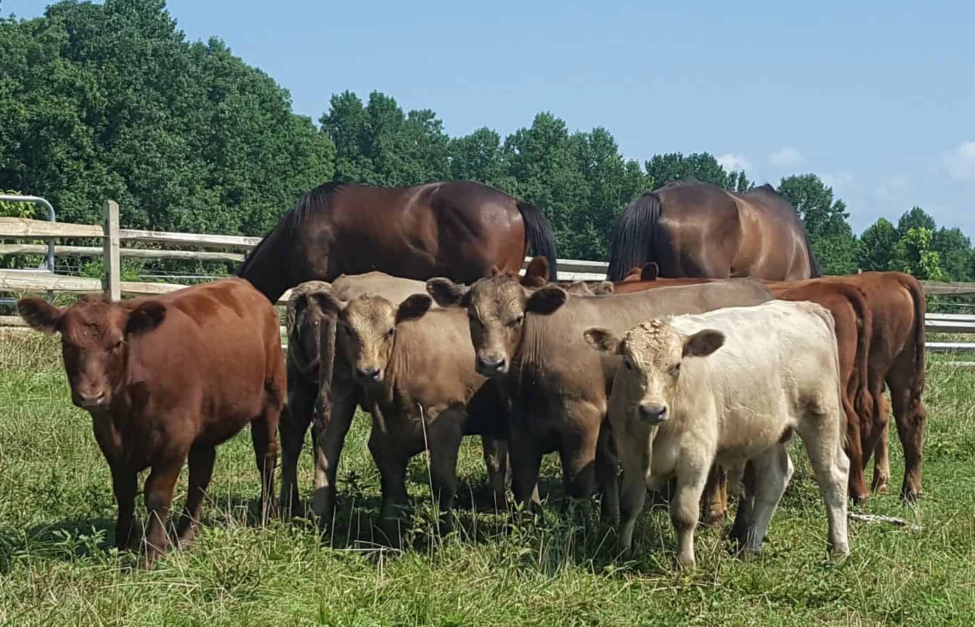 These Murray Grey - Red Angus beef calves will work well as grassfed or commercial cattle.