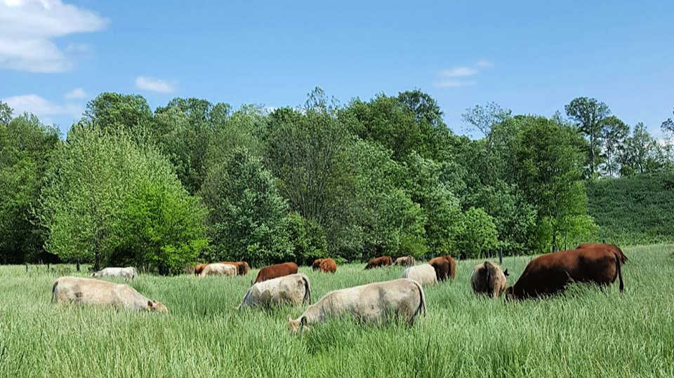 Murray Grey and Red Angus cows grazing in summer